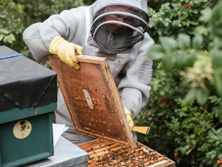 Twój pierwszy strój pszczelarski? Sprawdź, na co zwrócić uwagę przy zakupie